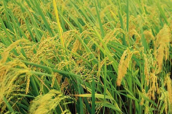 滇禾优34水稻种子特征特性，播种深度3-5cm