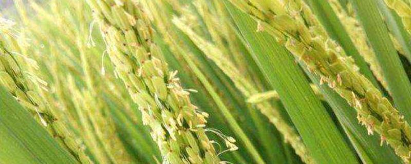 华中优9326水稻种子特征特性，高抗白叶枯病(1级)