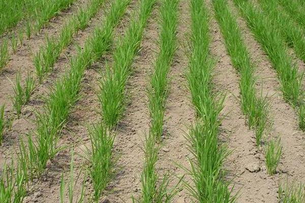 滇禾优34水稻种子特征特性，播种深度3-5cm