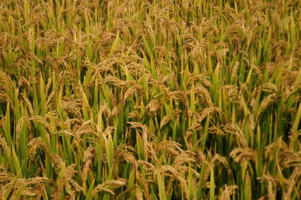 八宝谷18号水稻种子特点，栽种密度7×5寸或6×5寸