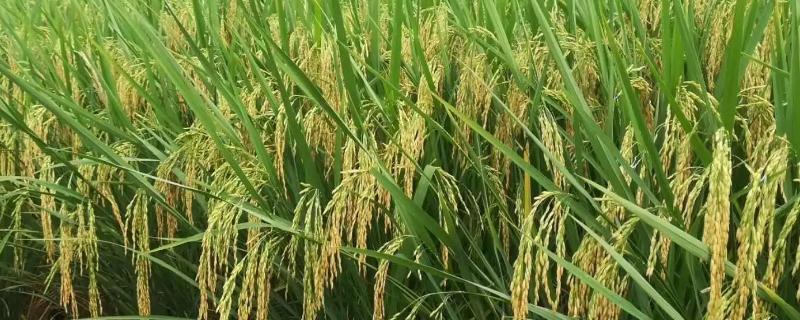 声农7号水稻种子特点，秧田播种量25-30kg
