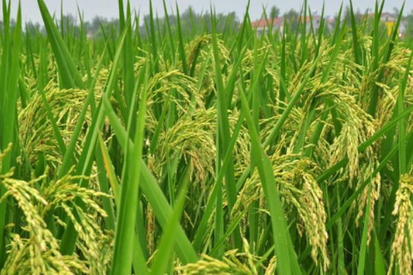 华中优9326水稻种子特征特性，高抗白叶枯病(1级)