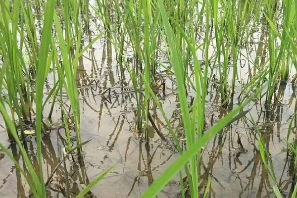 岫粳糯6号水稻种子介绍，每亩栽插2.2万～2.5万丛