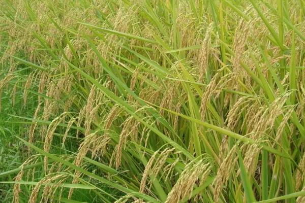 滇优43水稻种子简介，播种前种子处理