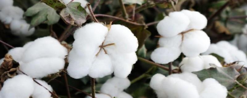 中棉所143棉花种子特点，非转基因早中熟常规品种