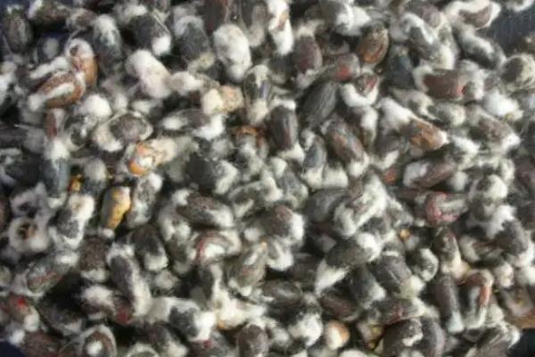 鲁杂216棉花种子简介，二代棉铃虫一般年份不需防治
