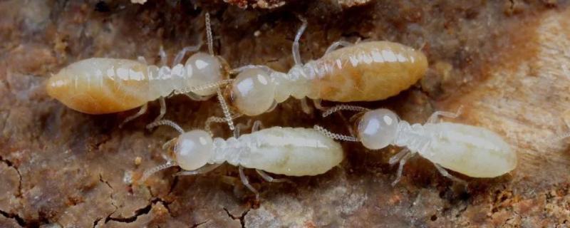 白蚁是不是害虫，既是害虫也是益虫