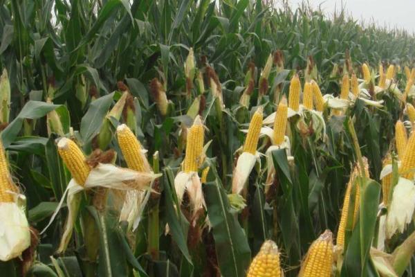 玉米什么时候收割产量高，完全成熟后收获产量高