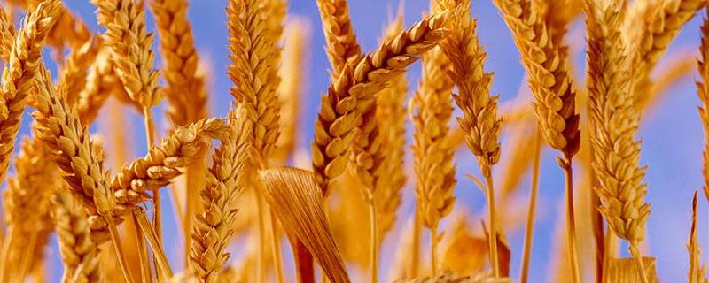 中麦30小麦品种的特性，适宜播期10月5－15日