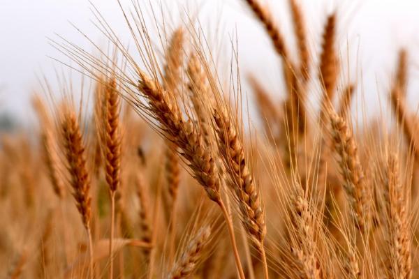 中麦30小麦品种的特性，适宜播期10月5－15日