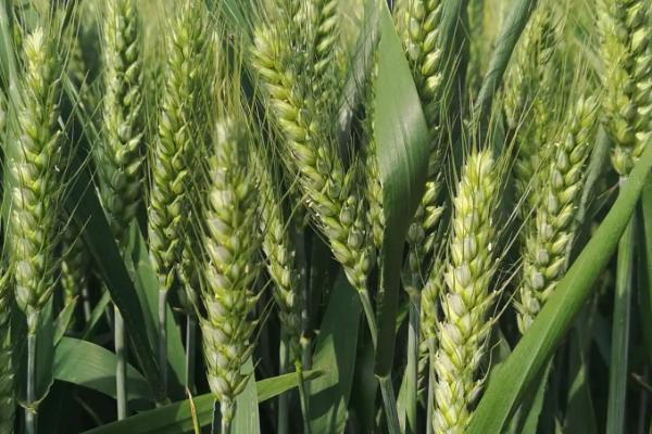 众信麦998小麦种子简介，全生育期235.1天