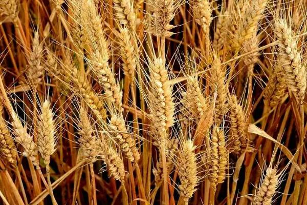 国禾麦1号小麦种子特征特性，适宜播期10月上中旬