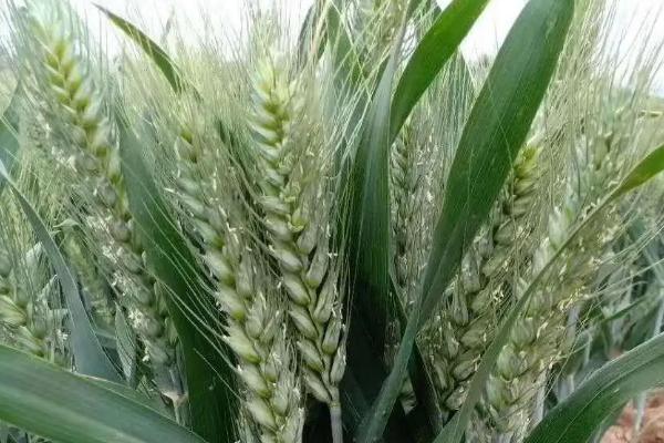 皖宿0628小麦种子特征特性，全生育期222.8天