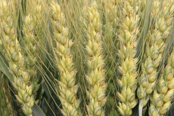 岱麦728小麦种子特点，全生育期235.0天