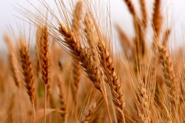 岱麦728小麦种子特点，全生育期235.0天