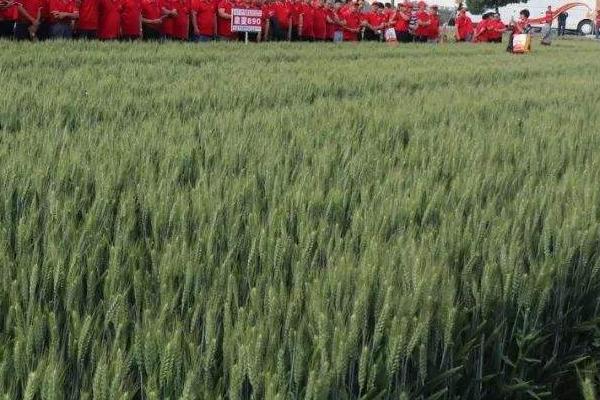 国禾麦1号小麦种子特征特性，适宜播期10月上中旬