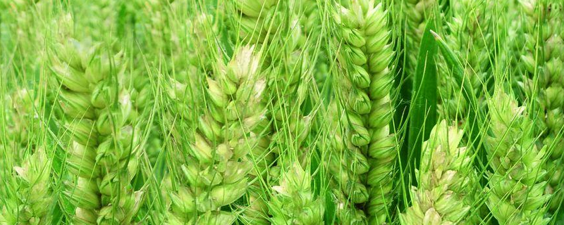 淮麦178小麦种子特点，适宜播期10月上中旬