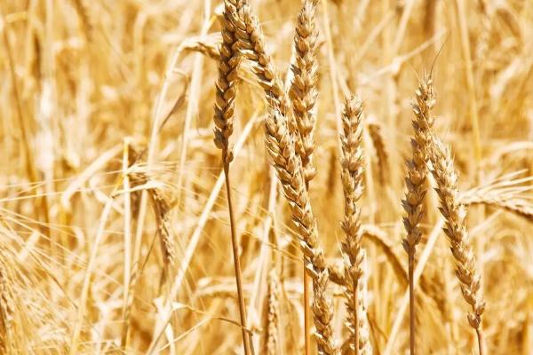 淮麦178小麦种子特点，适宜播期10月上中旬
