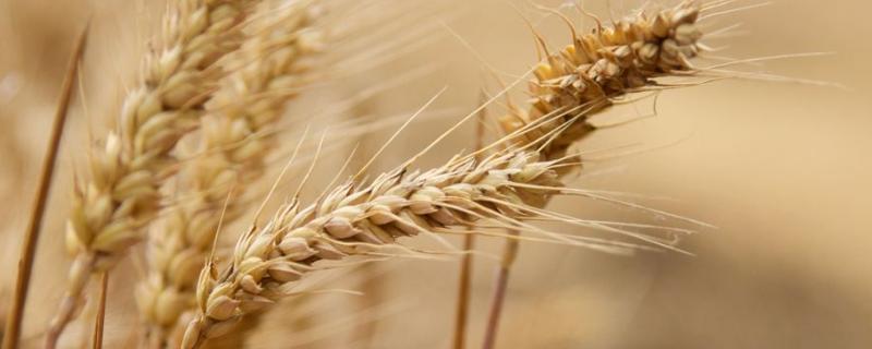 弘麦360小麦种子简介，适宜播期10月上中旬