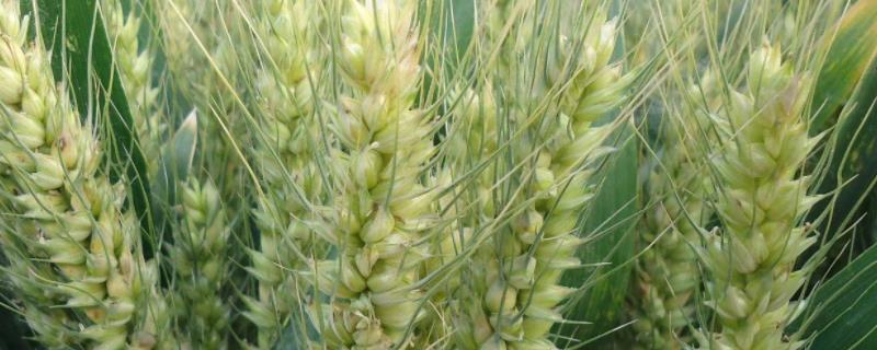 冀麦U80小麦种子简介，适宜播期10月1日－20日