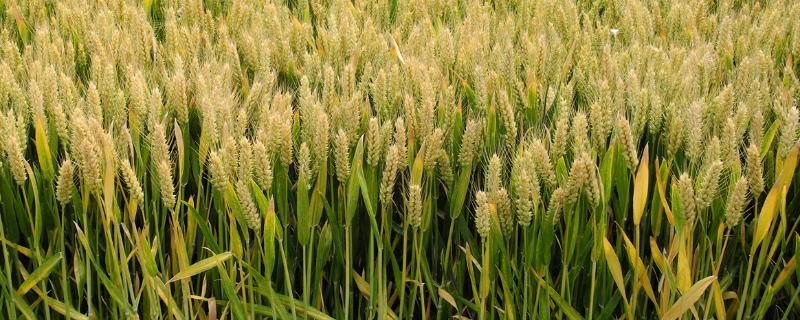 鲁研373小麦品种简介，全生育期232天