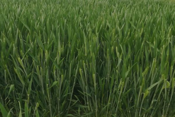 长7080小麦品种的特性，防治穗发芽