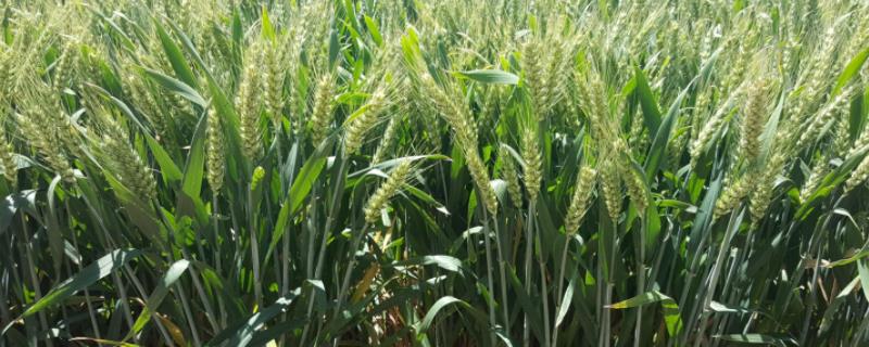 衡麦28小麦品种简介，适宜播期10月5－15日