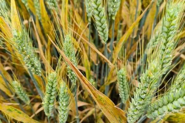宁麦29小麦种子简介，抽穗扬花期防治赤霉病和白粉病