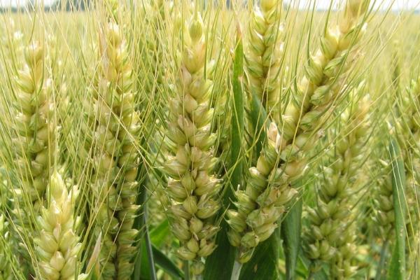 鲁研373小麦品种简介，全生育期232天