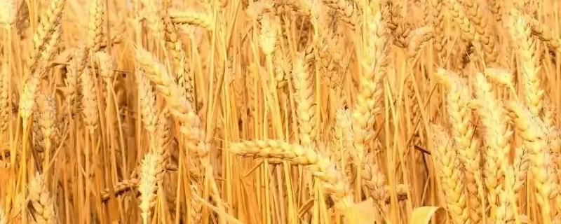 长7080小麦品种的特性，防治穗发芽