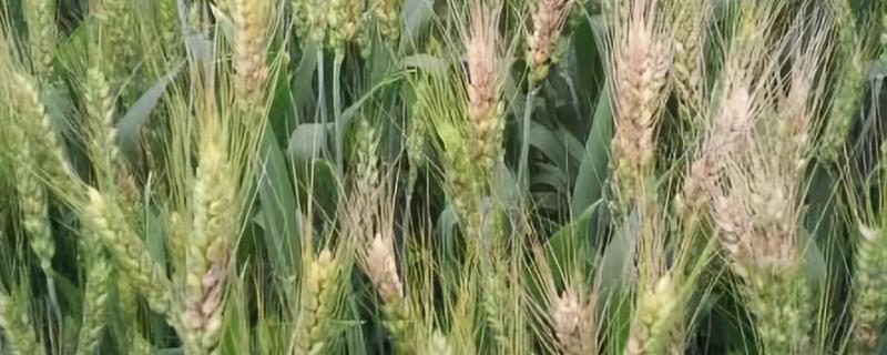 中麦578小麦种子特征特性，适宜播期10月10－20日