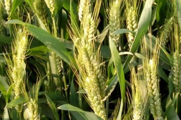 安科1701小麦种子特点，适宜播期10月上中旬