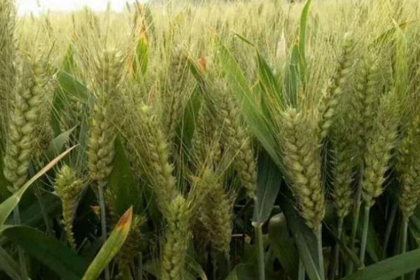 安科1701小麦种子特点，适宜播期10月上中旬