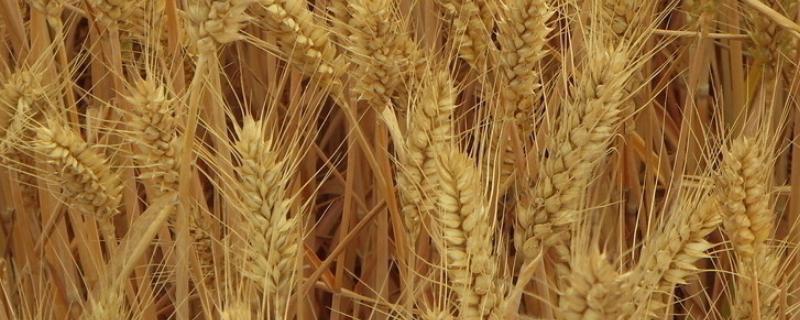 济麦44小麦品种简介，全生育期231.4天
