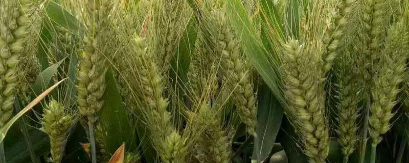宁麦29小麦种子简介，抽穗扬花期防治赤霉病和白粉病