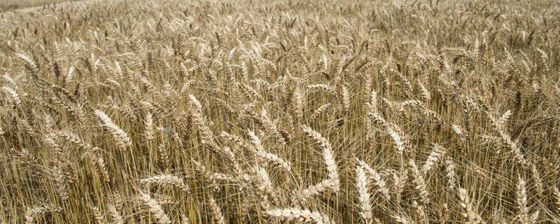 圣麦5号小麦种子特点，高肥田适当降低播种量
