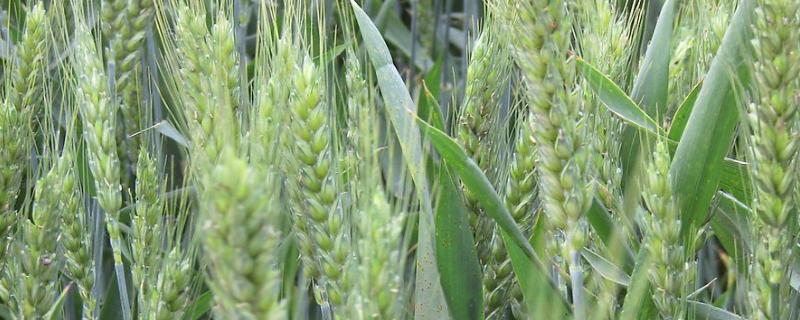 百农4199小麦品种简介，适宜播期10月上中旬