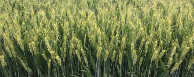 济麦55小麦种简介，全生育期235.2天