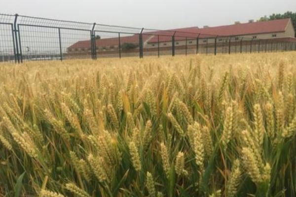 淮麦1033小麦种子特点，全生育期226.8天