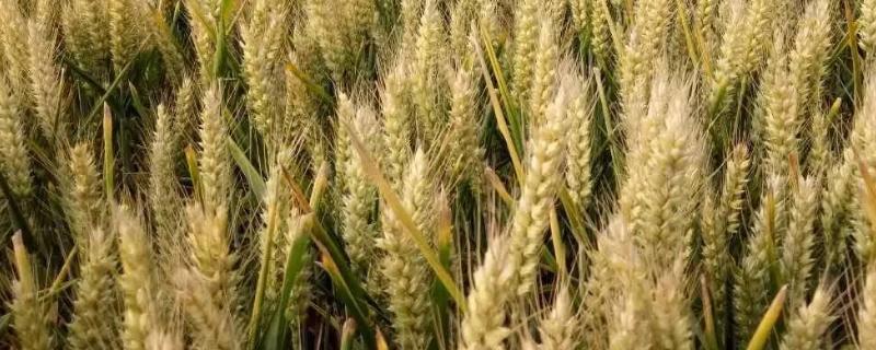 涡麦77小麦种子特征特性，全生育期228.4天