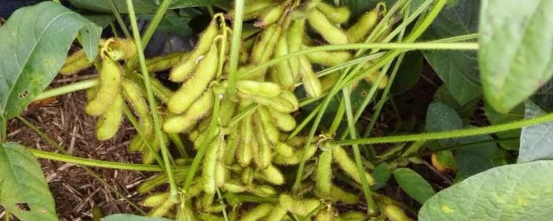 菏豆36号大豆种子特征特性，夏播生育期平均100.5天