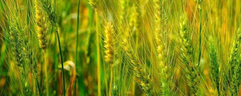 淮麦1033小麦种子特点，全生育期226.8天