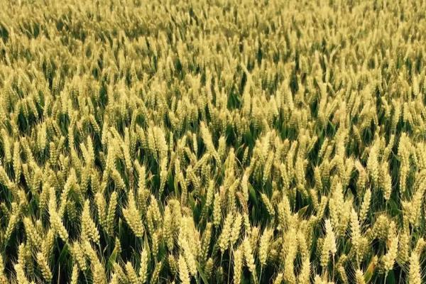 涡麦77小麦种子特征特性，全生育期228.4天