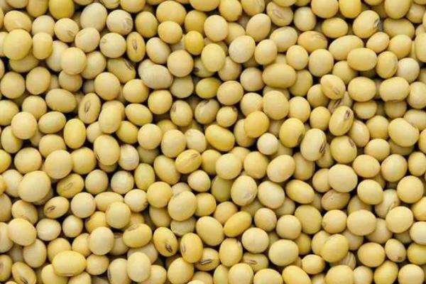 齐黄39大豆种子简介，抢墒或造墒播种