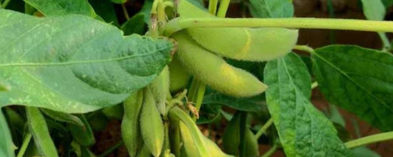 吉育513大豆种子特点，4月末至5月初播种