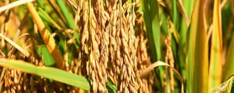 赣73优705水稻品种的特性，6月15日至20日左右播种