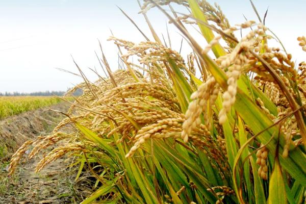 民升优2349水稻种子特征特性，秧田亩播种量8－10千克