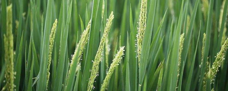宁粳15号水稻品种简介，粳型常规水稻品种