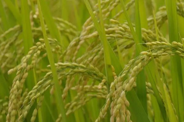 隆晶优8250水稻种子特征特性，每亩插足基本苗6万以上