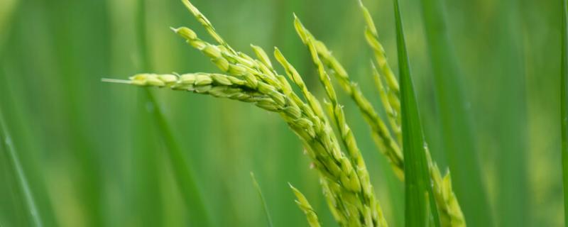 晖两优2646水稻种子介绍，每亩插足基本苗6万以上